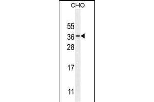 C Antibody (N-term) (ABIN654735 and ABIN2844423) western blot analysis in CHO cell line lysates (35 μg/lane).