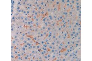 IHC-P analysis of liver tissue, with DAB staining. (MSTN Antikörper  (AA 267-376))