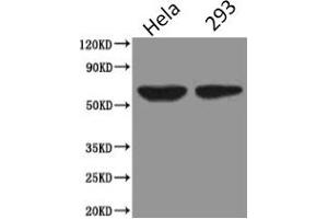 Western Blot Positive WB detected in: Hela whole cell lysate, HEK293 whole cell lysate All lanes: PODXL antibody at 2.