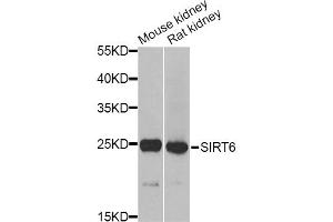 Western blot analysis of extracts of various cell lines, using MSRA Antibody. (MSRA Antikörper)