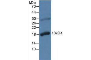 Western blot analysis of Rat Prostate Gland Tissue. (Kallikrein 2 Antikörper  (AA 19-261))