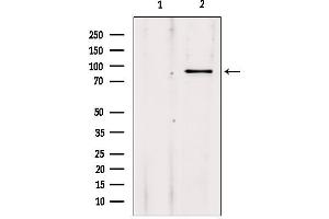 Western blot analysis of extracts from 293, using ADARB1 Antibody. (RED1 Antikörper  (Internal Region))