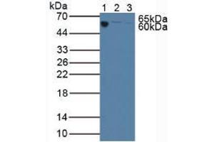 Figure. (C3 Antikörper  (AA 23-300))