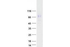 Western Blotting (WB) image for RYK Receptor-Like Tyrosine Kinase (RYK) (Transcript Variant 2) protein (Myc-DYKDDDDK Tag) (ABIN2734731)