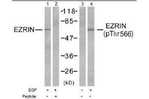 Image no. 1 for anti-Ezrin (EZR) (pThr566) antibody (ABIN196942) (Ezrin Antikörper  (pThr566))