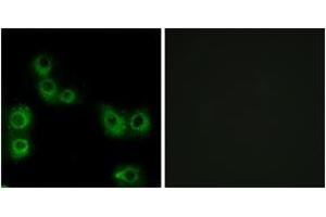 Immunofluorescence analysis of MCF7 cells, using MRGX3 Antibody.