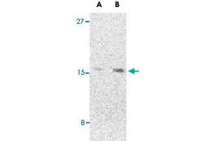 Western blot analysis of CBLN1 in 293 cell lysate with CBLN1 polyclonal antibody  at (A) 2 and (B) 4 ug/mL .