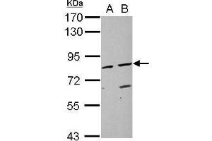WB Image Sample (30 ug of whole cell lysate) A: HeLa B: HepG2 7. (DAO Antikörper  (N-Term))