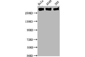 Western Blot Positive WB detected in Hela whole cell lysate,A549 whole cell lysate,293 whole cell lysate All lanes Phospho-POLR2A antibody at 0. (Rekombinanter POLR2A/RPB1 Antikörper  (pSer5))