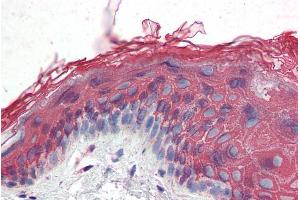 Immunohistochemistry (IHC) image for anti-Inositol 1,4,5-Trisphosphate Receptor, Type 2 (ITPR2) (Internal Region) antibody (ABIN185540)