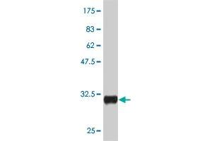 Western Blot detection against Immunogen (30. (CRH Antikörper  (AA 154-196))