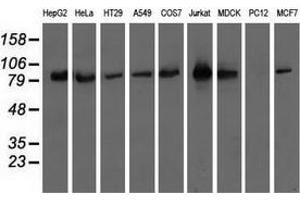 Western blot analysis of extracts (35 µg) from 9 different cell lines by using anti-OSBPL11 monoclonal antibody. (OSBPL11 Antikörper)