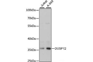 Western blot analysis of extracts of various cell lines using DUSP12 Polyclonal Antibody at dilution of 1:3000. (DUSP12 Antikörper)