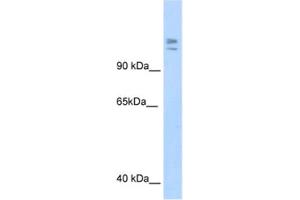 Western Blotting (WB) image for anti-Myb-Binding Protein 1A (MYBBP1A) antibody (ABIN2461491) (MYBBP1A Antikörper)