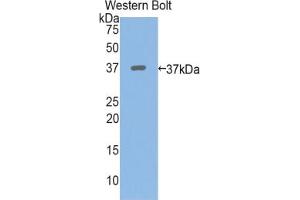 Western blot analysis of the recombinant protein. (PPL Antikörper  (AA 1439-1716))
