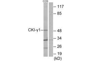 Western blot analysis of extracts from COS-7 cells, using CKI-γ1 antibody. (CSNK1G1 Antikörper  (N-Term))