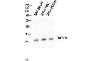 Western Blotting (WB) image for anti-Tumor Necrosis Factor (Ligand) Superfamily, Member 9 (TNFSF9) (Internal Region) antibody (ABIN6280140)