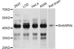 Western blot analysis of extracts of various cell lines, using SHARPIN Antibody (ABIN5998802) at 1:3000 dilution. (SHARPIN Antikörper)