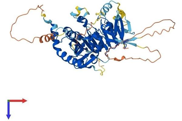 METTL4 Protein (AA 1-471) (His tag)