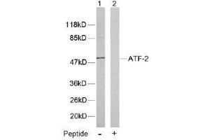 Image no. 1 for anti-Activating Transcription Factor 2 (ATF2) (Thr53), (Thr71) antibody (ABIN197149) (ATF2 Antikörper  (Thr53, Thr71))
