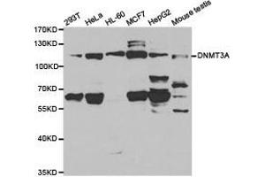 Western Blotting (WB) image for anti-DNA (Cytosine-5-)-Methyltransferase 3 alpha (DNMT3A) antibody (ABIN1872323) (DNMT3A Antikörper)