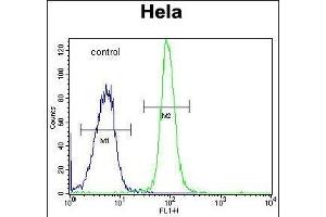 DONSON Antibody (Center) (ABIN651848 and ABIN2840422) flow cytometric analysis of Hela cells (right histogram) compared to a negative control cell (left histogram).