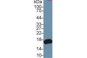 Western blot analysis of Mouse Small intestine lysate, using Human RBP2 Antibody and HRP-conjugated Goat Anti-Rabbit antibody ( (RBP2 Antikörper  (AA 1-134))