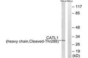 Western Blotting (WB) image for anti-Cathepsin L1 (CTSL1) (AA 239-288), (Cleaved-Thr288) antibody (ABIN2891180) (Cathepsin L Antikörper  (Cleaved-Thr288))