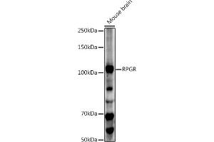 Western blot analysis of extracts of Mouse brain, using RPGR antibody (ABIN3015609, ABIN3015610, ABIN3015611, ABIN1682567 and ABIN6218971) at 1:500 dilution.