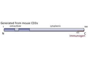 Image no. 2 for anti-CD247 Molecule (CD247) (C-Term) antibody (ABIN967446) (CD247 Antikörper  (C-Term))