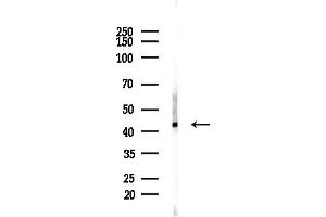 anti-NECAP Endocytosis Associated 1 (NECAP1) (N-Term) antibody