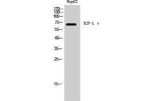 Western Blotting (WB) image for anti-Chaperonin Containing TCP1, Subunit 5 (Epsilon) (CCT5) (Internal Region) antibody (ABIN3177655) (CCT5 Antikörper  (Internal Region))
