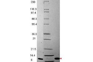MIP-3ß Human Recombinant Cytokine - SDS-PAGE.