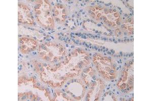 IHC-P analysis of kidney tissue, with DAB staining. (Ribonuclease A8 Antikörper  (AA 19-154))