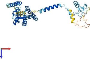PEX2 Protein (AA 1-305) (His tag)