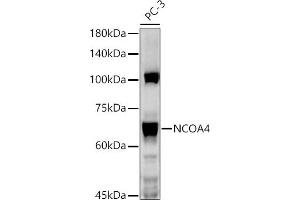 Western blot analysis of extracts of PC-3 cells, using NCO antibody  at 1:1000 dilution. (NCOA4 Antikörper  (AA 495-614))