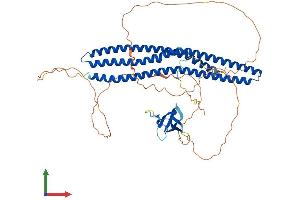 Protein Structure (PS) image for BAI1-Associated Protein 2-Like 2 (BAIAP2L2) (AA 1-529) protein (His tag) (ABIN7552763)