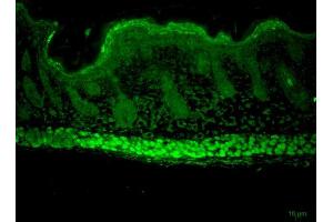 Immunohistochemistry analysis using Rat Anti-Aha1 Monoclonal Antibody, Clone 25F2. (AHSA1 Antikörper  (Atto 390))