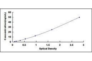 ELISA image for Solute Carrier Family 5 (Sodium/glucose Cotransporter), Member 2 (SLC5A2) ELISA Kit (ABIN420012)