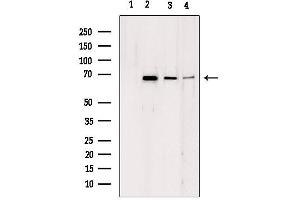 Western blot analysis of extracts from various samples, using LMNB2 antibody. (Lamin B2 Antikörper  (Internal Region))