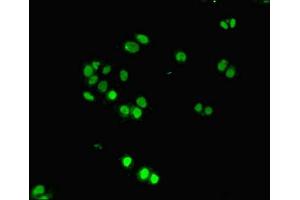 Immunofluorescence (IF) image for anti-DNA-Damage-Inducible Transcript 3 (DDIT3) (AA 1-169) antibody (ABIN7150132)