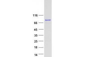 Splicing Factor 4 Protein (SF4) (Myc-DYKDDDDK Tag)