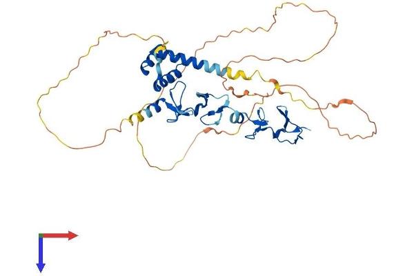 LHX1 Protein (AA 1-406) (His tag)