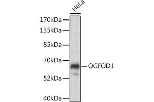 Western blot analysis of extracts of HeLa cells, using OGFOD1 antibody (ABIN7265317) at 1:1000 dilution. (OGFOD1 Antikörper  (AA 1-140))