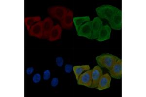 ABIN6261447 and ABIN6268757 staining Hela cells(30 min of UV treatment) by IF/ICC. (FBLN4 Antikörper  (Internal Region))