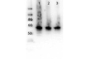 Western Blot of Rabbit anti-ALG6 antibody. (ALG6 Antikörper  (N-Term))