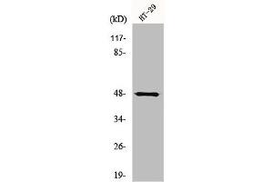 Western Blot analysis of HepG2 cells using NBPF7 Polyclonal Antibody (NBPF7 Antikörper  (C-Term))