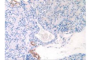 IHC-P analysis of Mouse Kidney Tissue, with DAB staining. (APOC1 Antikörper  (AA 32-88))