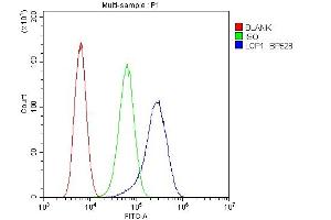 Flow Cytometry analysis of U20S cells using anti-LCP1 antibody (ABIN6719421). (LCP1 Antikörper)