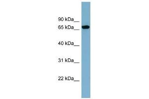 SNAG1 antibody used at 1 ug/ml to detect target protein. (SNX18 Antikörper  (N-Term))